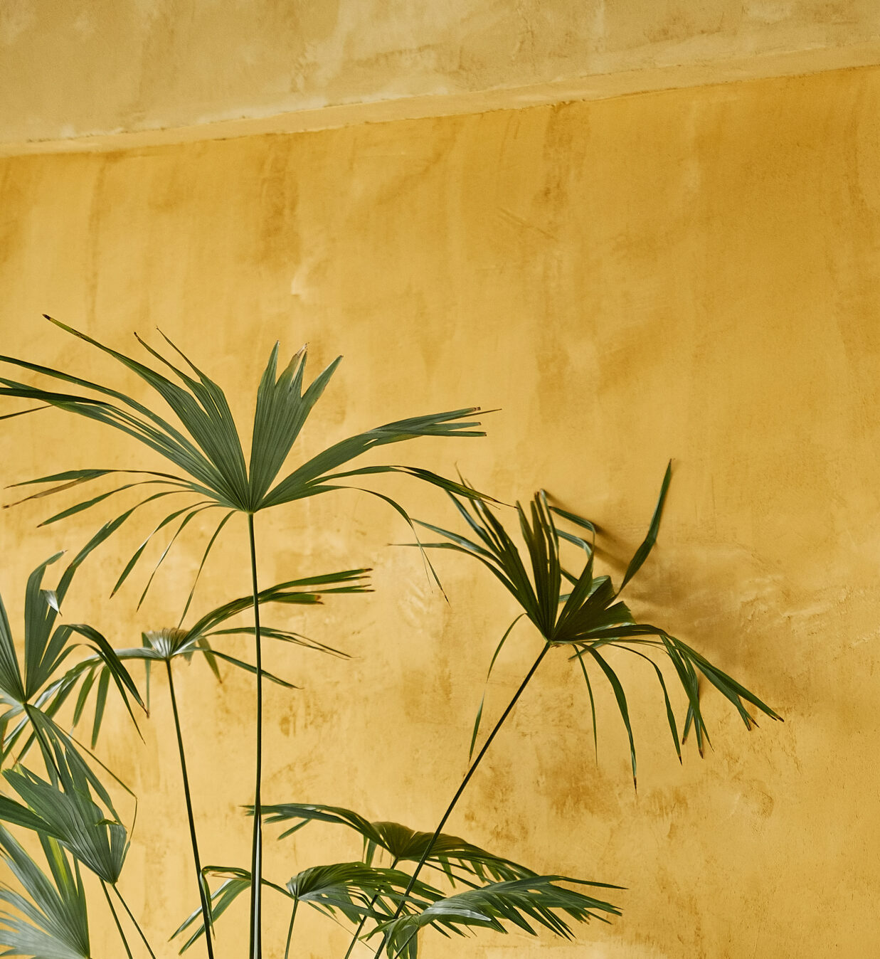 Matte, dappled yellow paint on a wall with a palm in front, demonstating the new trends in commercial painting of biophillic design.