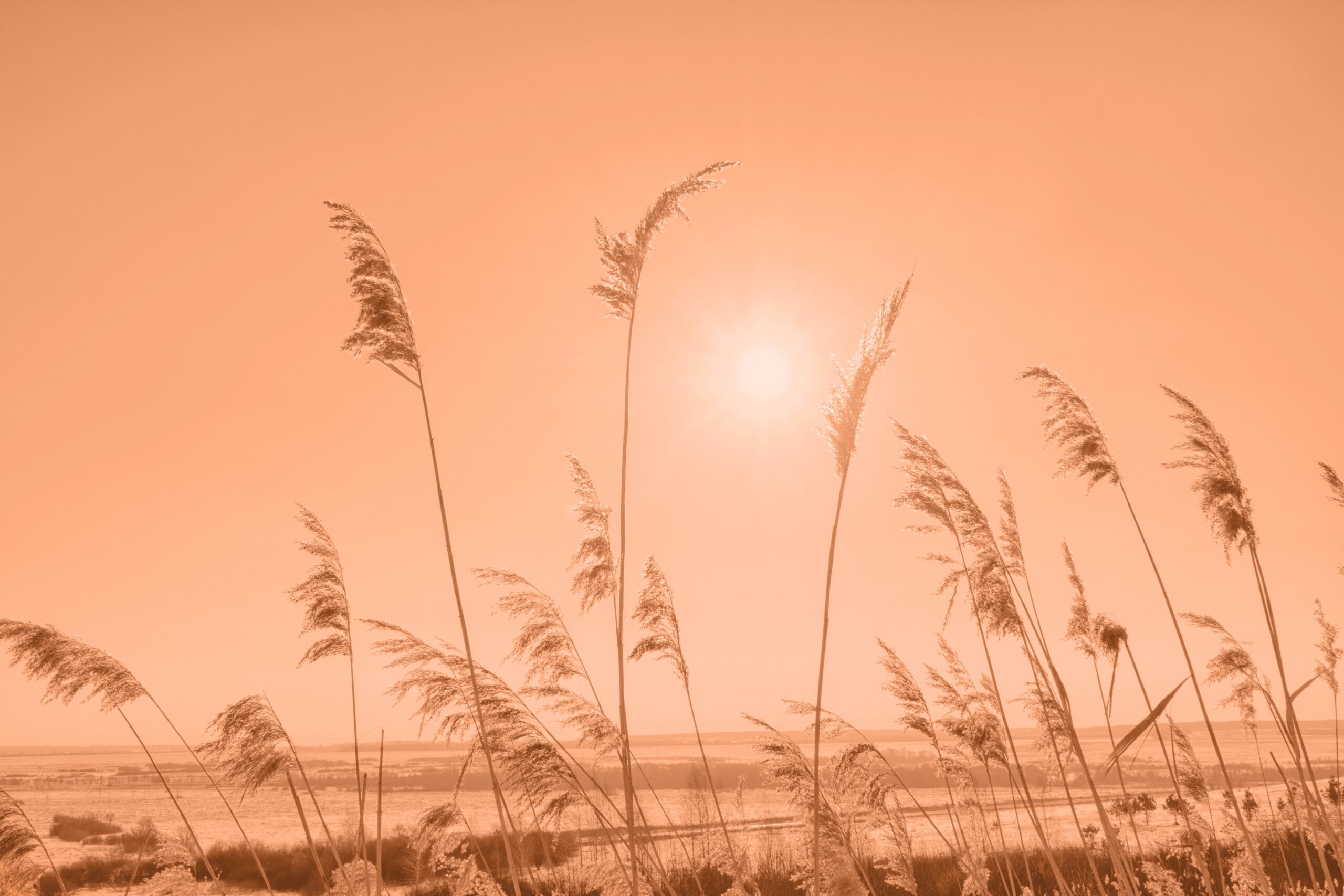 Image of a shoreline with beach grass, tinted in Pantone's Peach Fuzz, the colour of the year in 2024